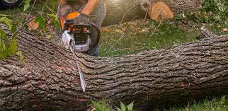 Best Firewood Processing and Delivery  in Marion, VA