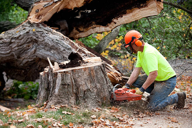 Best Tree Trimming and Pruning  in Marion, VA