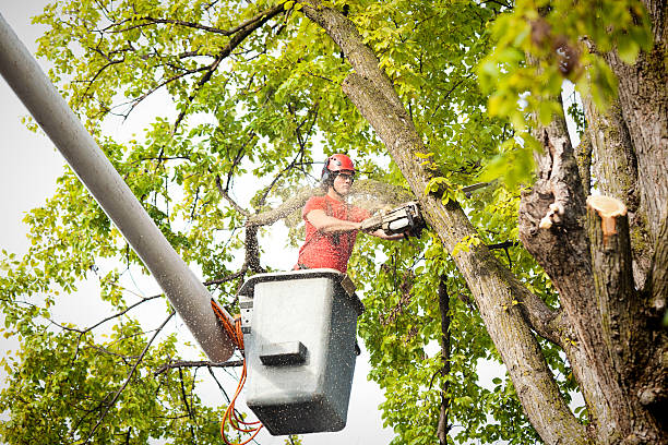 Best Seasonal Cleanup (Spring/Fall)  in Marion, VA